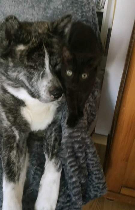 akita inu gray fr.jpg